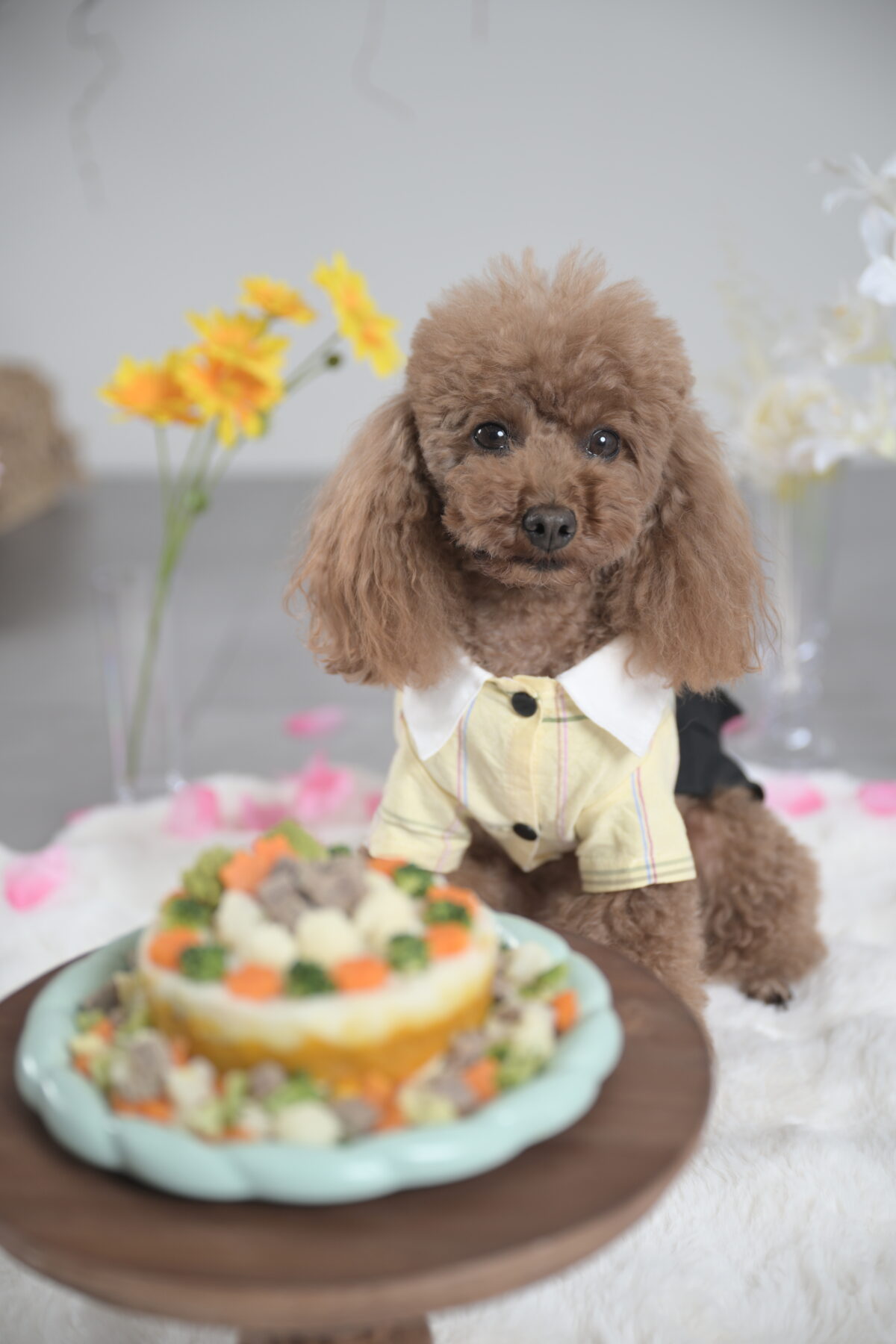 4歳のお誕生日おめでとう！トイプードルのバースデーフォト【おもいでばこ】/ペット写真 - No Image