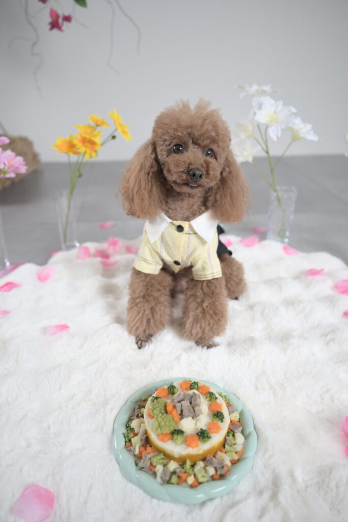 ペットの誕生日でケーキと一緒に写している写真