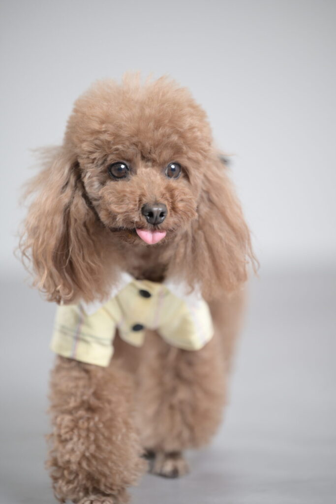 ペットの誕生日写真(バースデーフォト)