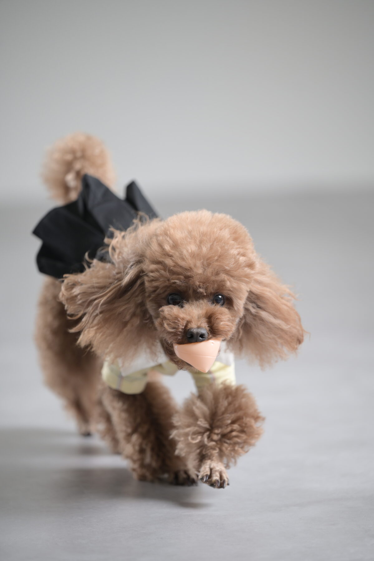 ペットの誕生日写真(バースデーフォト)