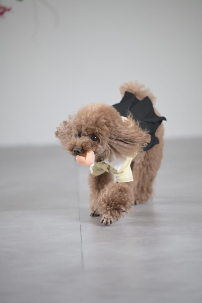 ペットの誕生日写真(バースデーフォト)