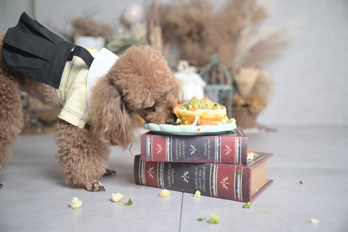 ペットがケーキを食べている写真