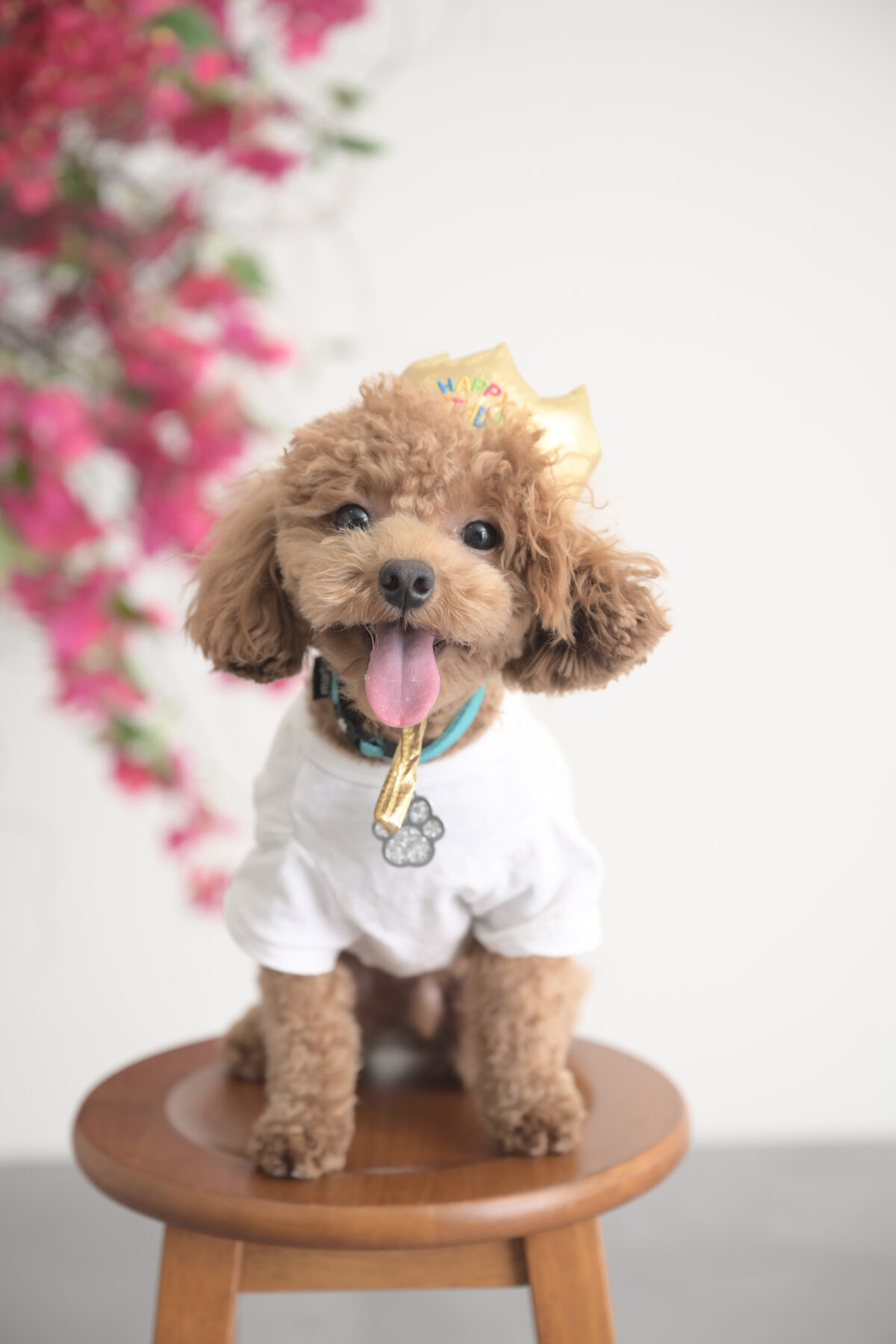 ペットのワンちゃんの1歳記念写真（バースデーフォト）