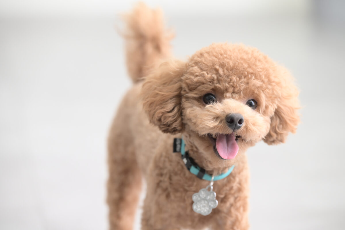 ペットのワンちゃんの1歳記念で家族写真（バースデーフォト）