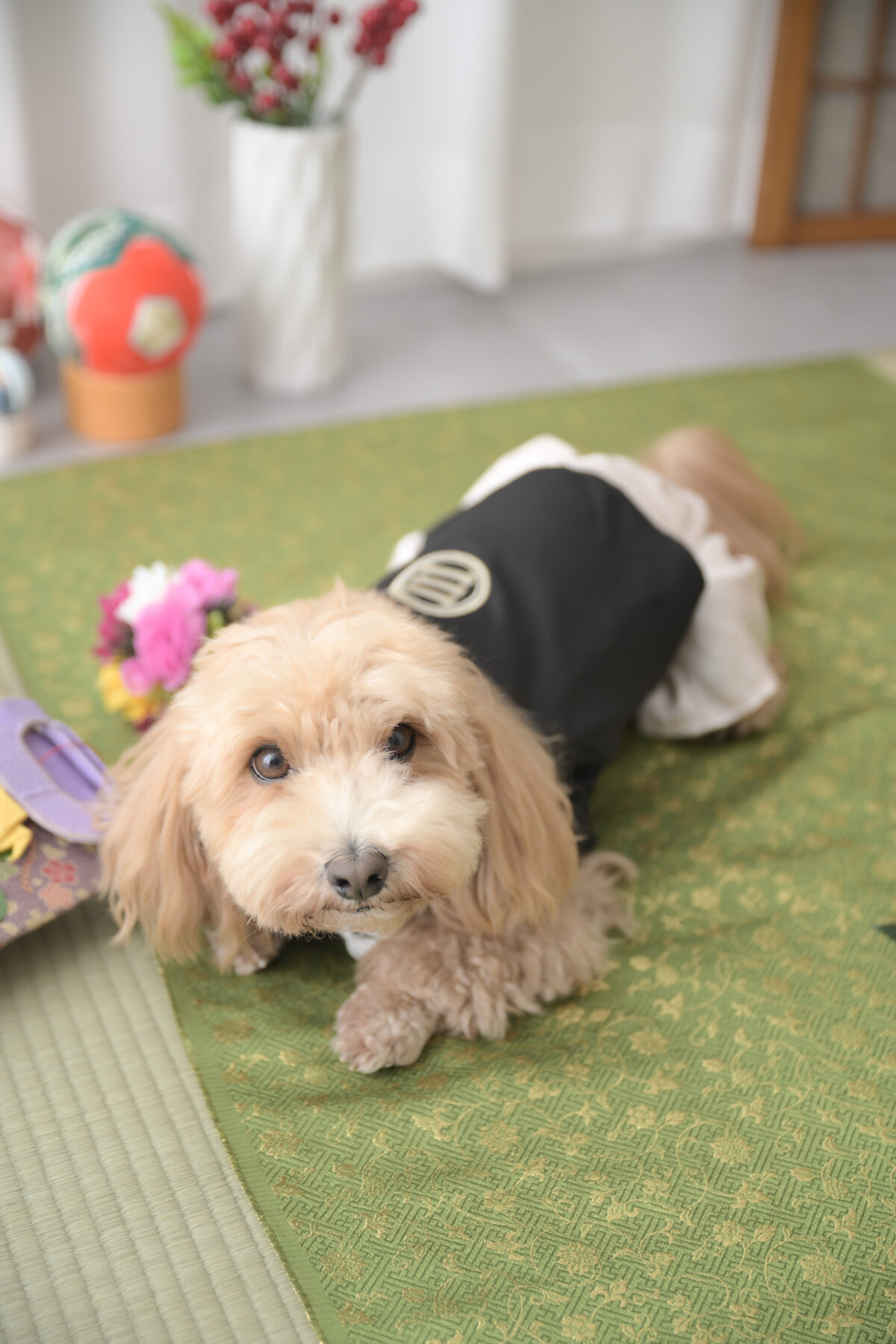 ペットのワンちゃんの七五三記念の写真