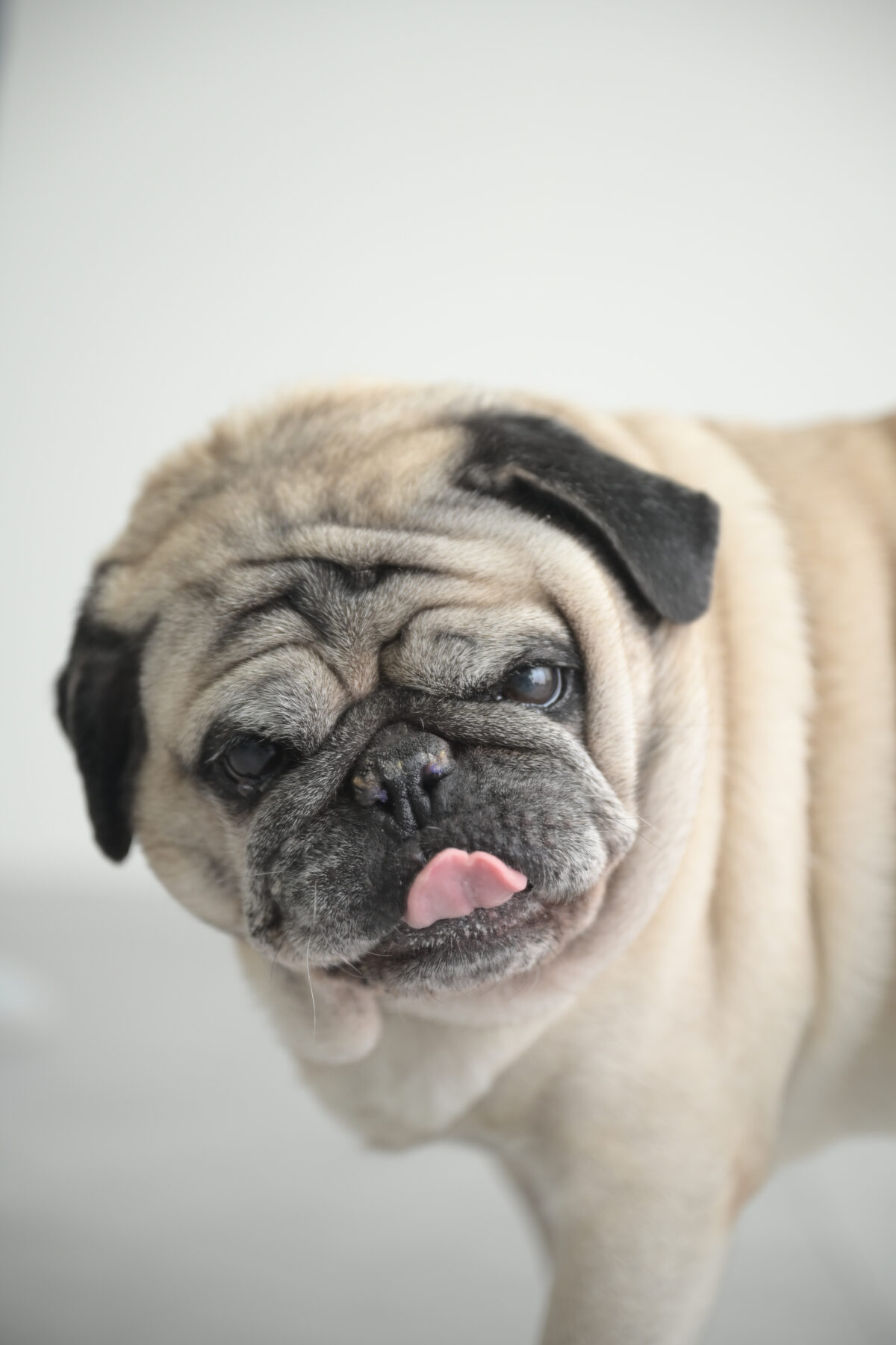 愛犬（ペット）写真