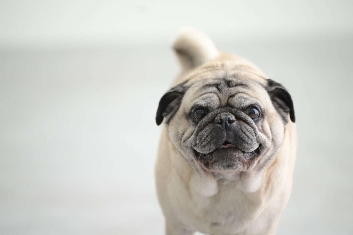 愛犬（ペット）写真