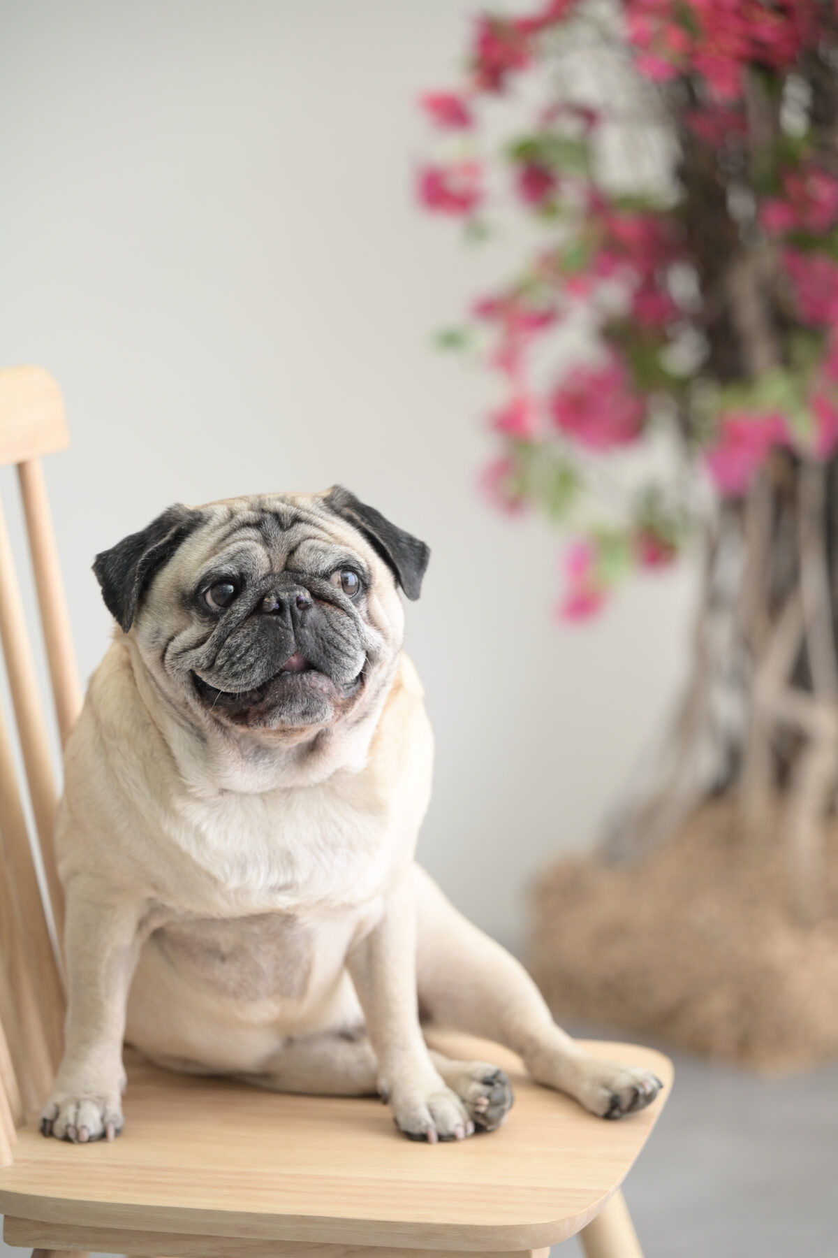愛犬（ペット）写真