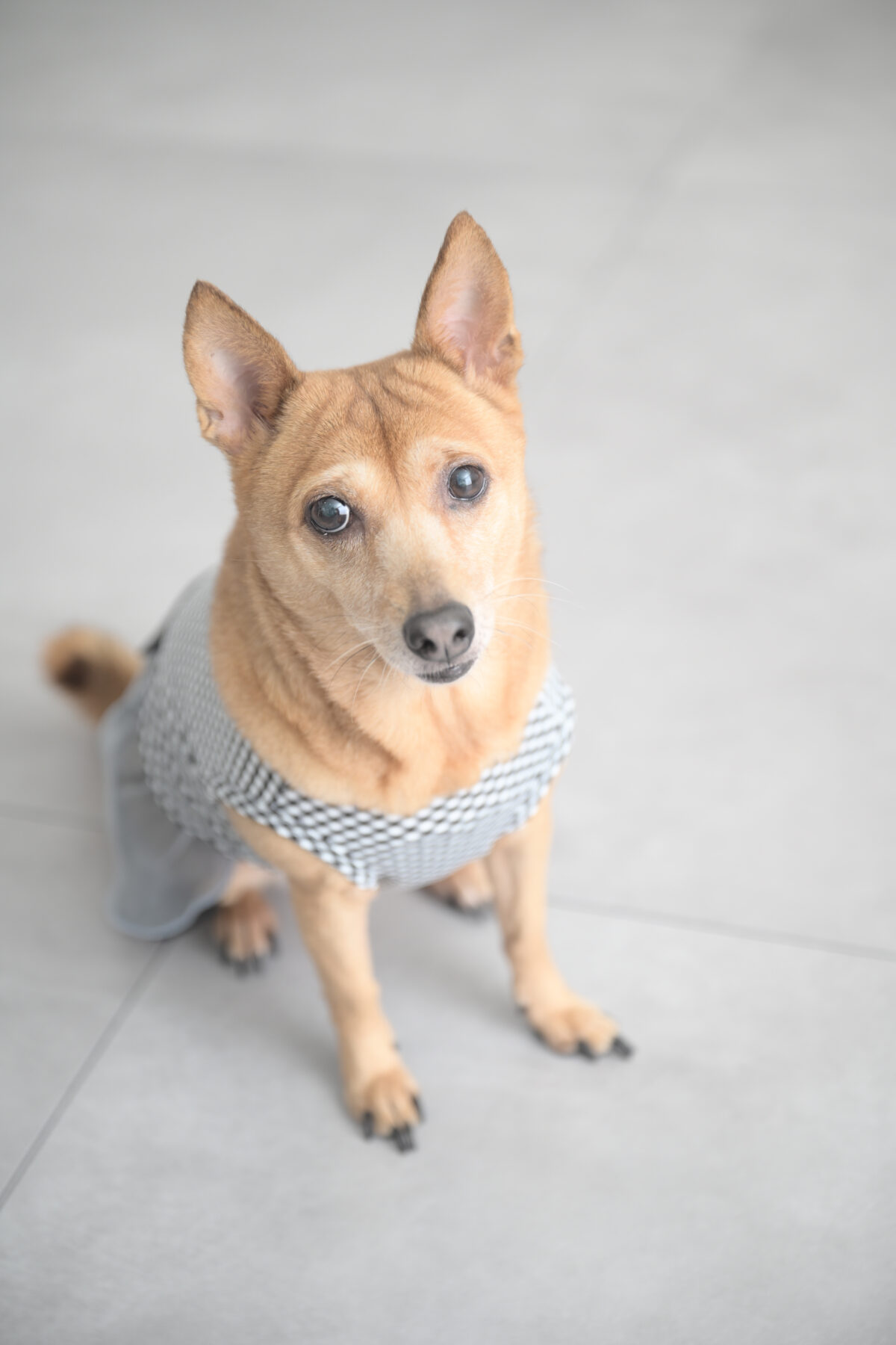 ペットの愛犬の写真