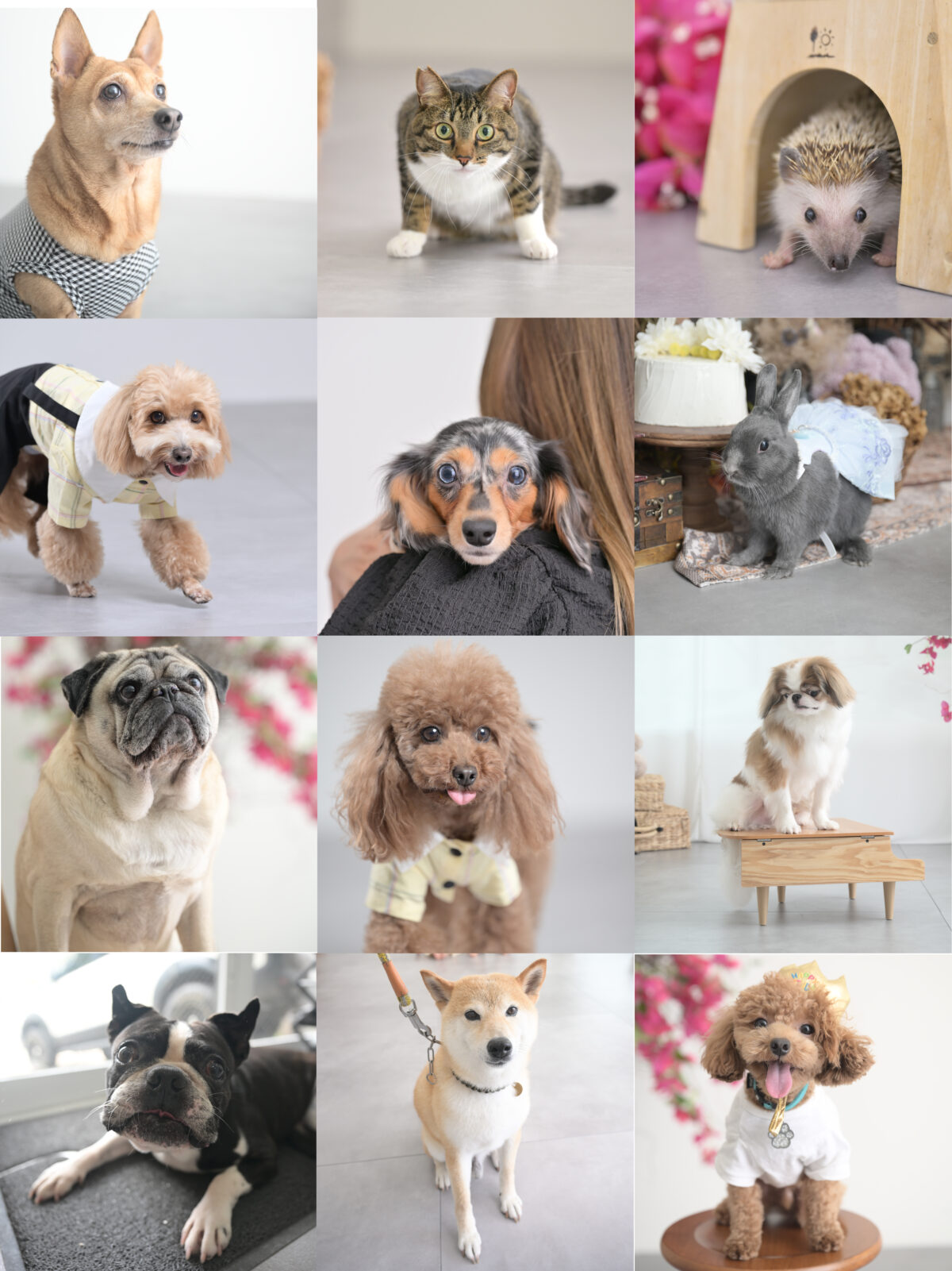 ペット（犬・猫・うさぎ・ハリネズミ）の写真