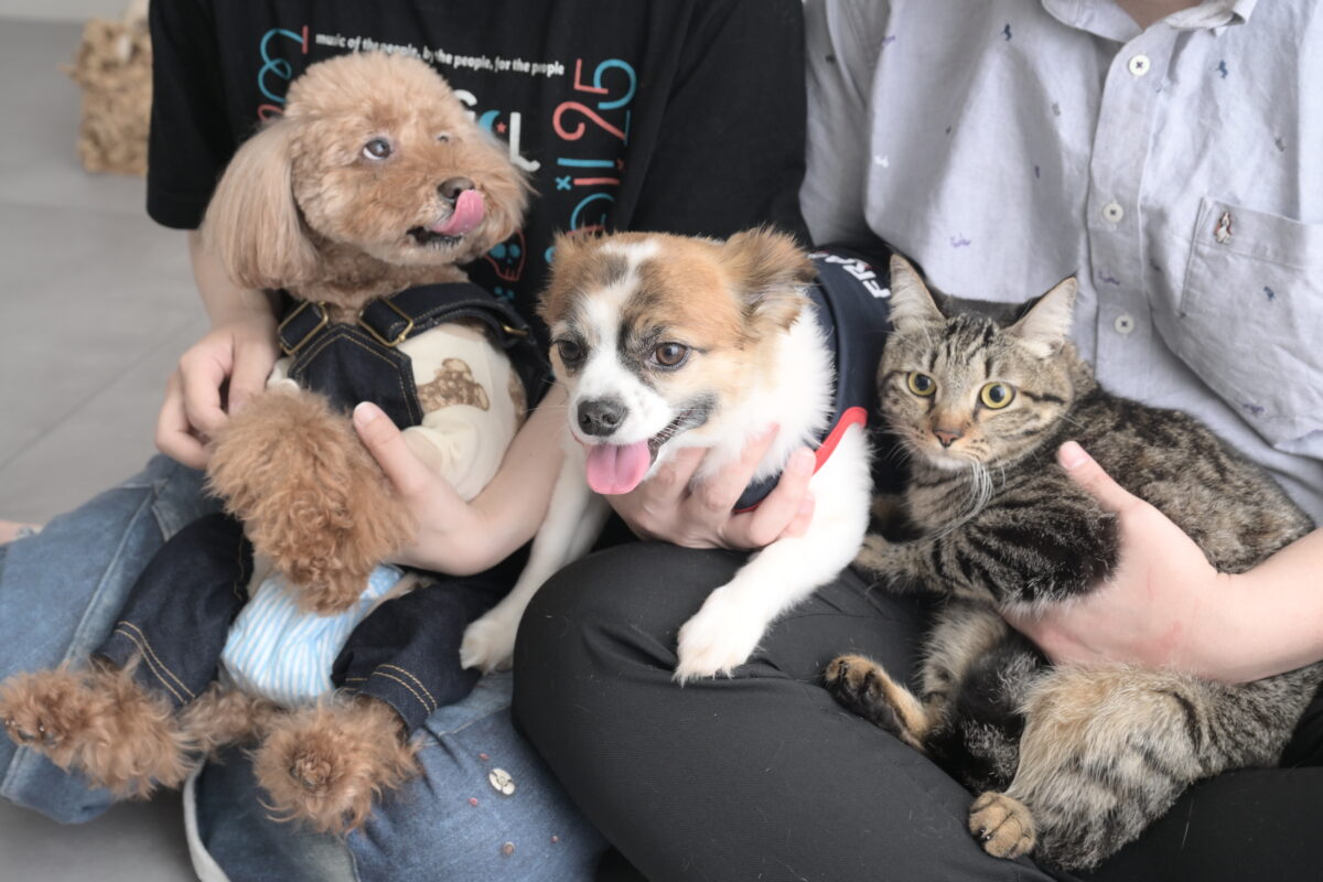 ペット(愛犬愛猫)の写真