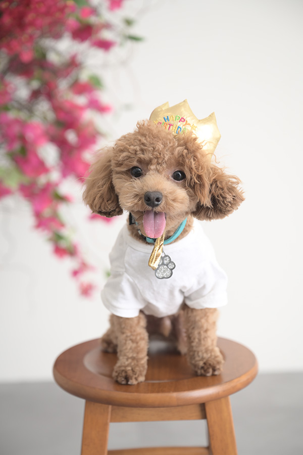 沖縄 ペット撮影 写真 ワンちゃん撮影